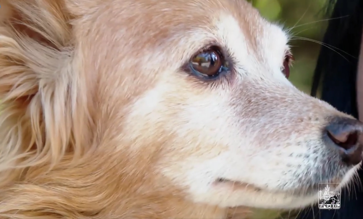 ՄԻՊ-ը ուսումնասիրության ընթացակարգ է նախաձեռնել թափառող շների՝ մարդկանց վրա հարձակումների առնչությամբ