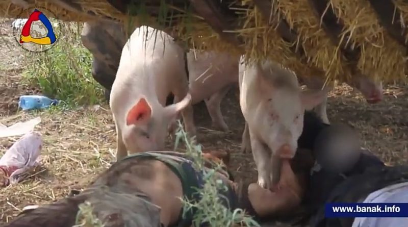 Abandoned Azerbaijani corpses become food for animals. the faint of heart is not recommended to watch