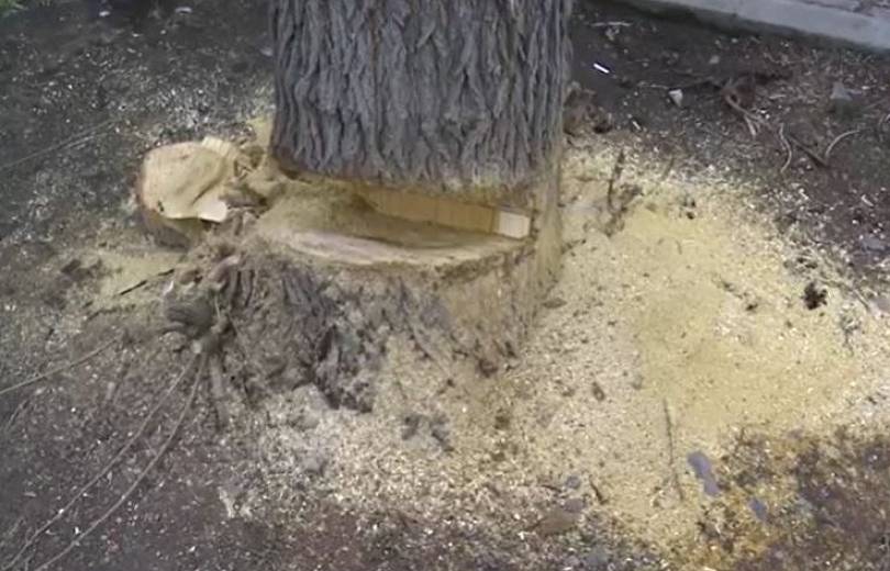 Երևանում փորձել են հատել մոտ կեսդարյա թթենին. վնասված ծառը պահպանել հնարավոր չի եղել (տեսանյութ)