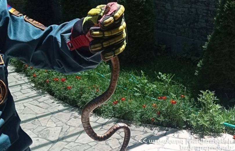 Չորս օրվա ընթացքում օձերի վերաբերյալ 8 ահազանգ է ստացվել. ԱԻՆ-ը տվյալներ է հրապարակել