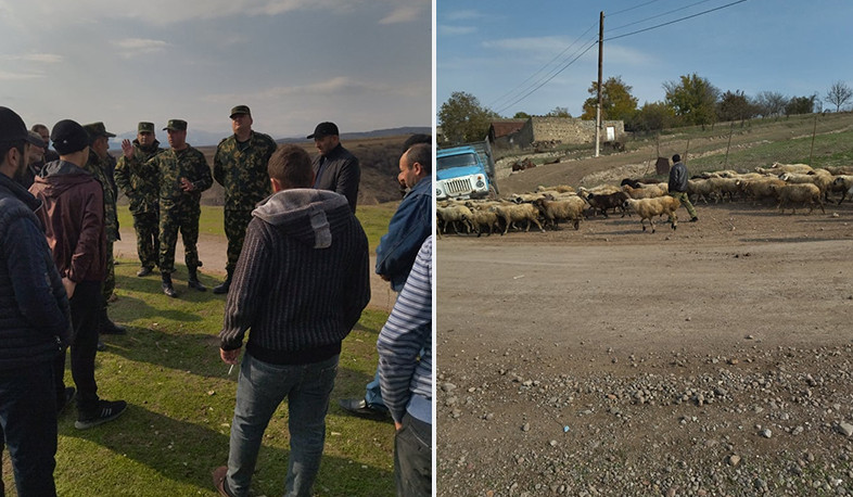 Ադրբեջանցիները վերադարձրել են Կոռնիձորի բնակչի 106 ոչխարը