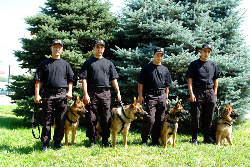 Մաքսային ծառայության վարժեցված շներն ամենօրյա վարժանքն են կատարում սովորականից տարբերվող պայմաններում: ՏԵՍԱՆՅՈՒԹ
