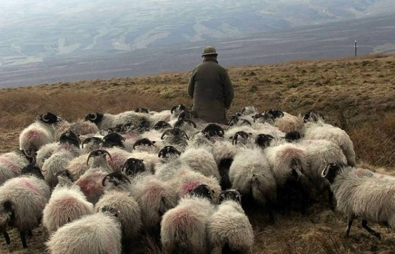 Երեկ ադրբեջանական կողմում Սյունիքի մարզի Տեղ համայնքի բնակիչ հովվին վրացական օղի են առաջարկել. ոչխարները վերադարձնելու ուղղությամբ բանակցություններ են ընթանում 