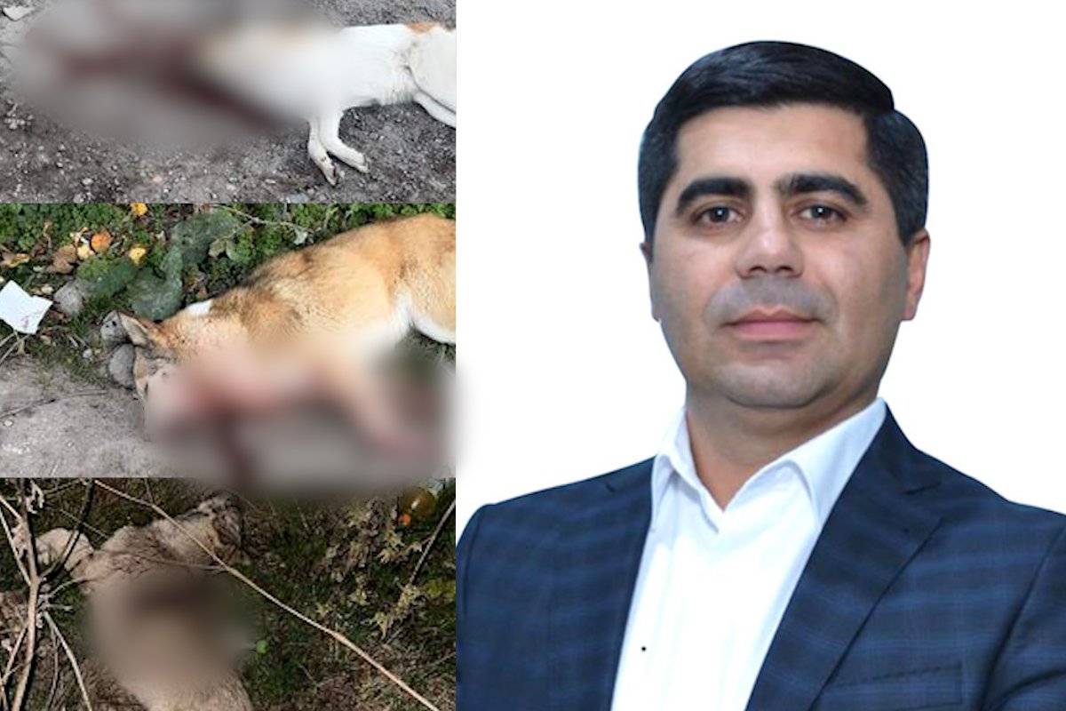 Մարտունիում շների մասսայական սպանդի դեպքի առթիվ նախաձեռնվել է քրեական վարույթ