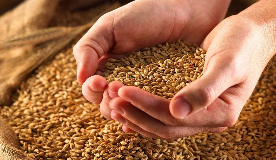 Կառավարությունը 329 մլն դրամ հատկացրեց աշնանացան ցորենի արտադրության խթանման ծրագրի համար