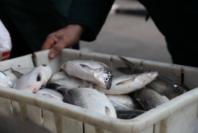Որքան տուգանք է նախատեսված ձկնորսության կանոնները խախտելու դեպքում