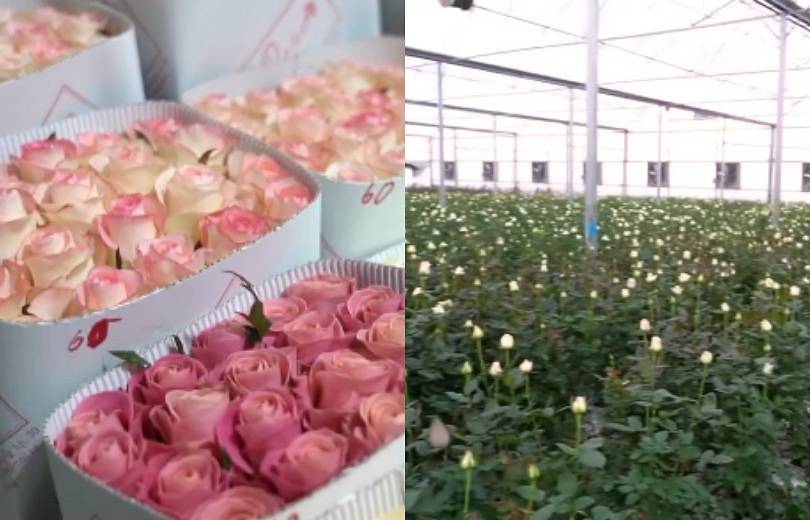 Հայաստանում աճեցվող ծաղիկների պահանջարկն աճում է արտերկրում
